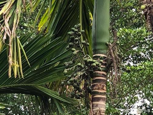 吃过槟榔,没见过槟榔树,海南岛满足愿望