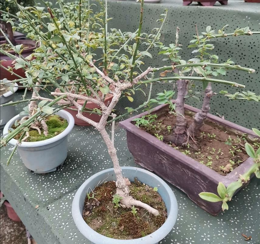 养迎春花盆景,10月补上"1种肥",花芽长得多