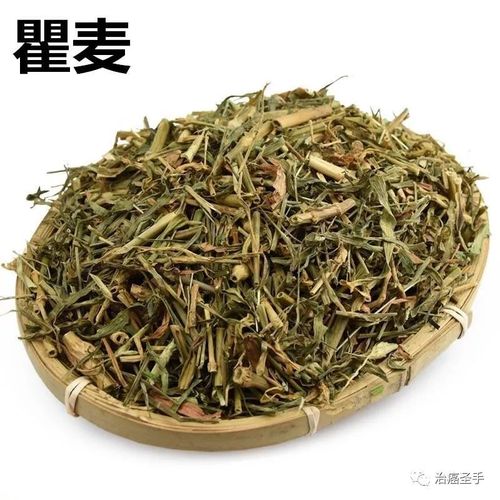 瞿麦的药效与作用