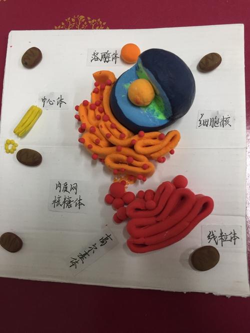 在模型制作方面表现出极大的热情,率先完成细胞物理模型的制作!