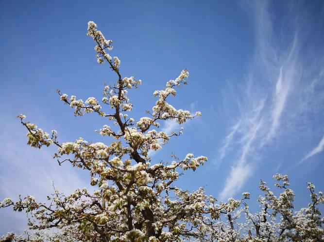 一树梨花一树春,一季花事一人生.