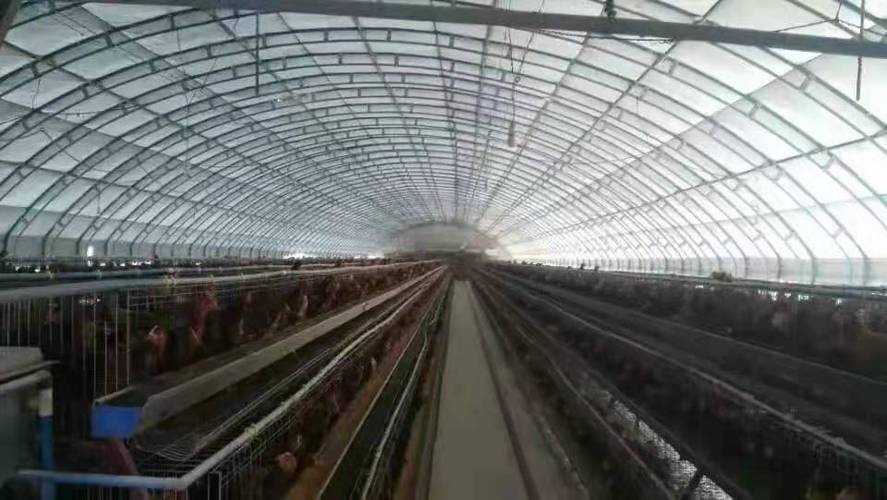 陕西现代化养羊塑料大棚