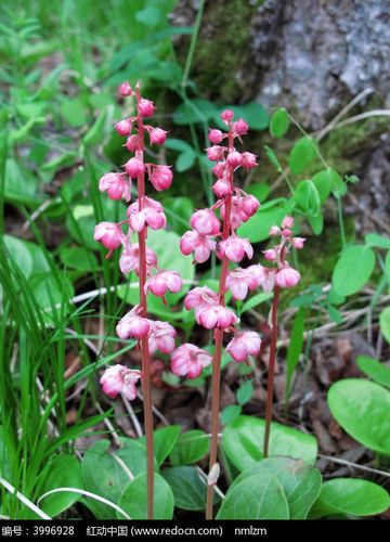 药用红花鹿蹄草