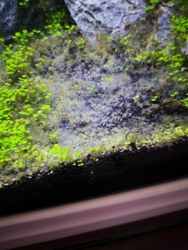 新开鱼缸长灰褐色的毛,是什么东西?是硝化细菌吗?