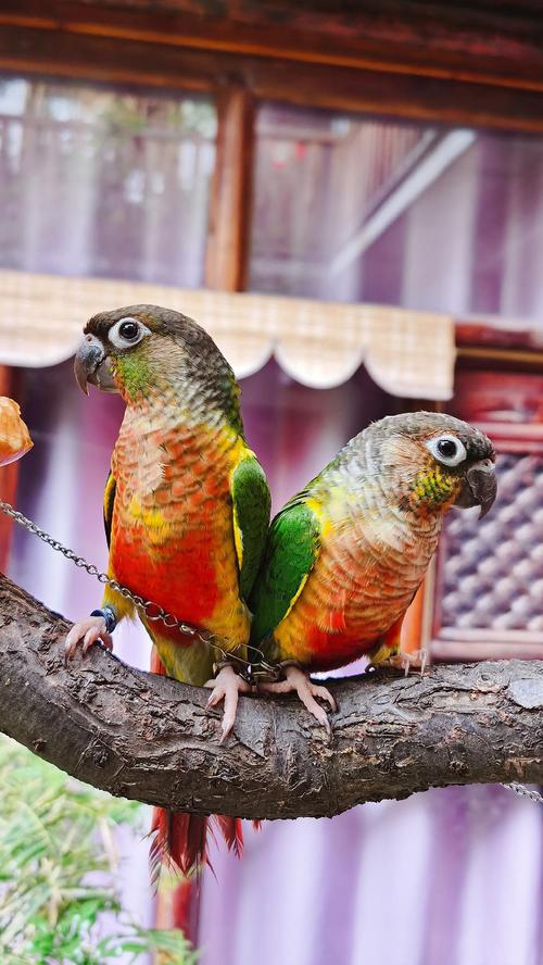 转让小太阳鹦鹉一只