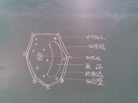 植物细胞图怎么画
