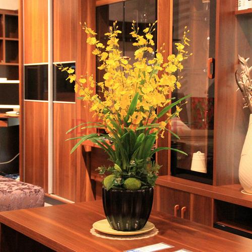 兰花盆栽 文心兰盆栽 跳舞兰 梦香兰盆栽原土带花发货