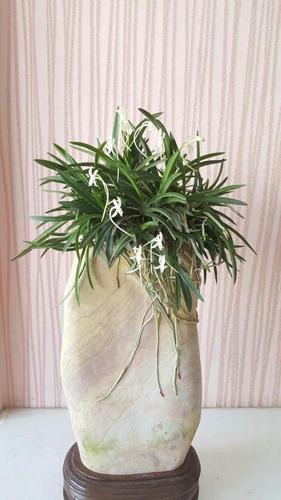 4月发文:风兰不懂如何施肥?学会一些方法,长旺,开花都