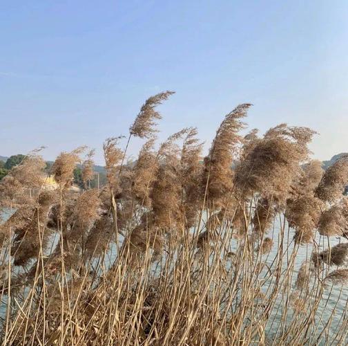 杭州这些芦苇胜境摇曳而来