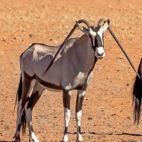 罕见畸形长角羚羊 双角笔直向下折