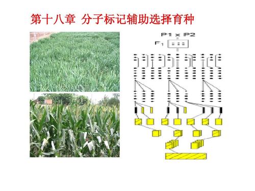 分子标记辅助育种ppt