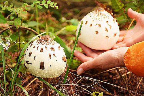 野生菌菇千千万,这回不介绍毒蘑菇了,小编这次来讲讲欧洲地区备受