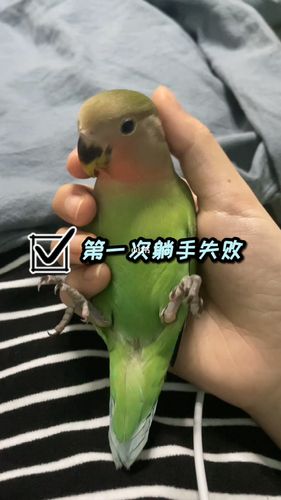 牡丹鹦鹉|躺手睡觉尝试_牡丹_鹦鹉_宠物_宠物其他