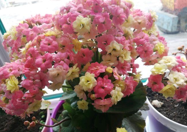 长寿花新品外星人一树多色花花期超三季封闭阳台也能养