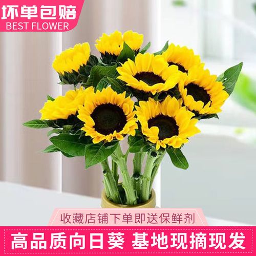 向日葵太阳花鲜花云南昆明直发向日葵鲜花室内水养百合花直批花束