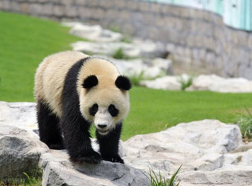 原创中国大熊猫:爱丁堡动物园没钱了 熊猫阳光和甜甜明年被迫回国