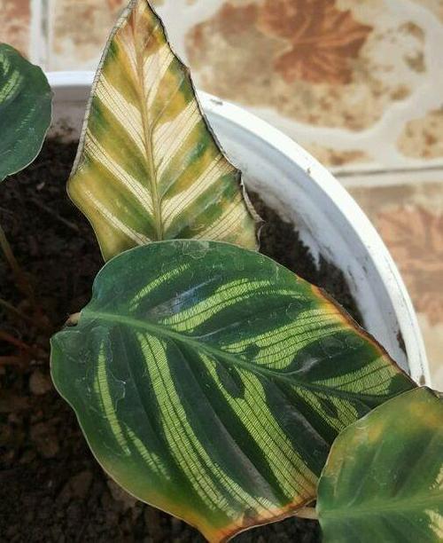 竹芋叶子卷曲怎么补救?原因不同补救方法也不同