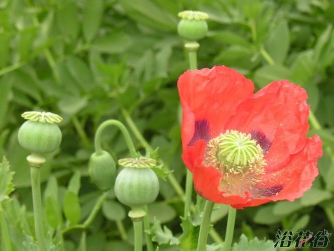 如下图,花友们把下图的罂粟花和上图的虞美人对比一下,是不是很用以