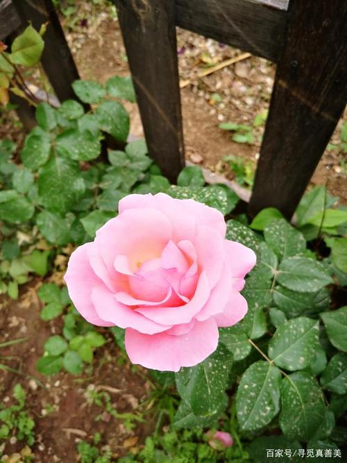 七言律诗/雨后月季花