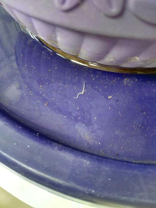 这是蚯蚓幼虫吗