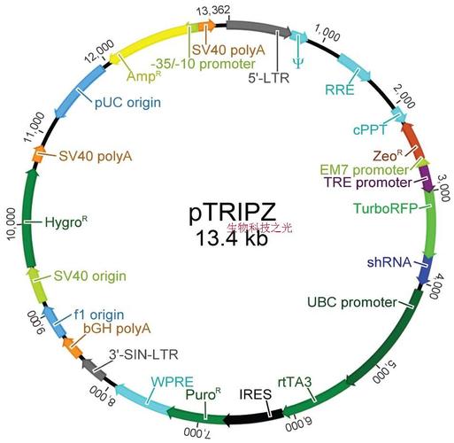 ptripz 质粒 载体 蛋白表达 质粒构建 分子克隆 包邮