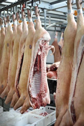 两只被摆在桌子上的猪