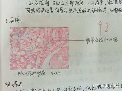 病理实验报告绘图已完结