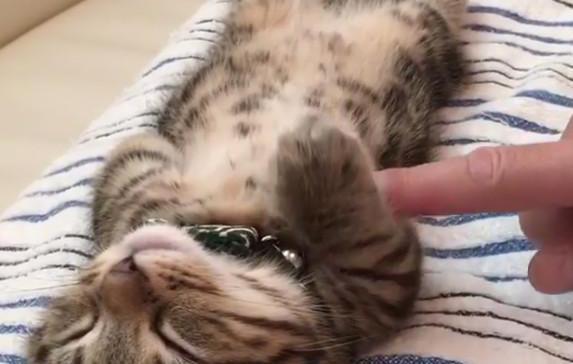 明觉得现在看的东西没什么意义,但就是觉得太可爱了我一定要分享出去!