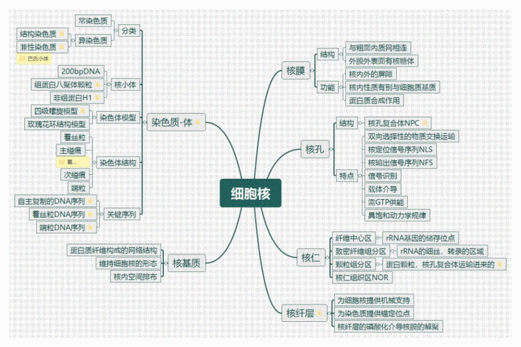 细胞生物学复习思维导图pdf13页