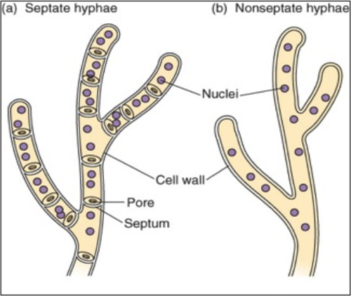 hyphae organization