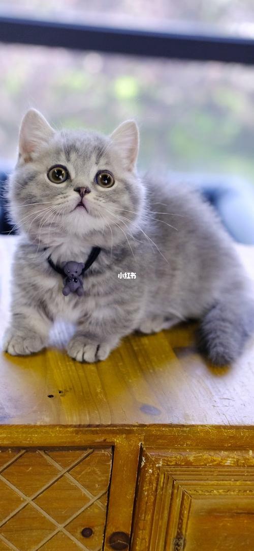 蓝虎斑曼基康矮脚猫 曼赤肯短腿猫_曼基康_矮脚猫_曼基康矮脚猫_宠物