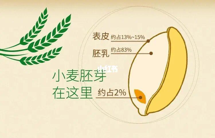 一定要试试小麦胚芽!