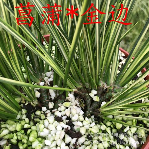 金边菖蒲 文人草室内微景观附石菖蒲 随手香水培绿植物