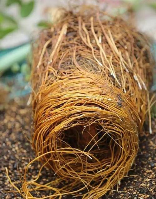 这些易在春天泛滥的"假花",你买过?我买了假的铁线莲