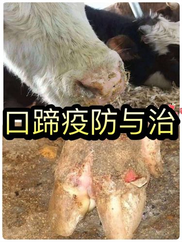 口蹄疫的防与治 - 泽牧久远饲料赵诗雨的快手