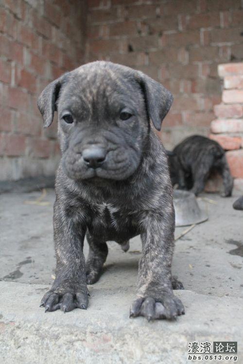 西班牙加纳利犬的生活习性