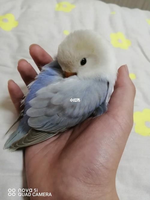 紫薰(蓝基因)弟弟,小葵_鹦鹉_牡丹_手养牡丹鹦鹉_宠物