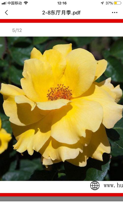 小梵高-"诗歌主题--《东厅月季》