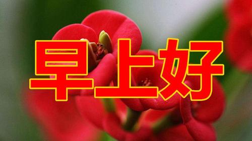 我喜爱大自然美丽风光