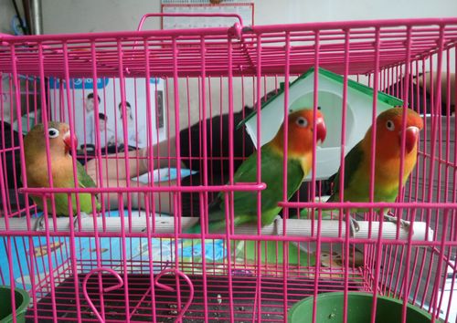 求大神帮忙看看牡丹鹦鹉是公是母,有图