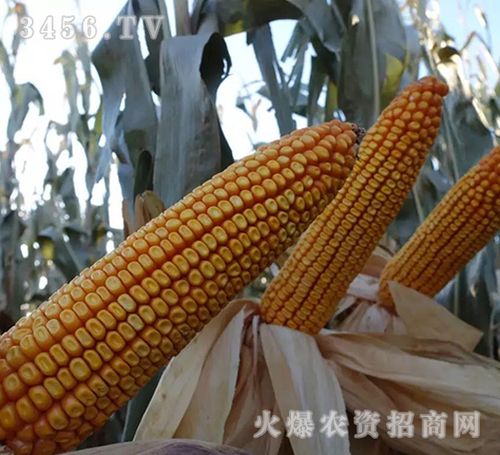 宏硕738玉米种子宏硕种业