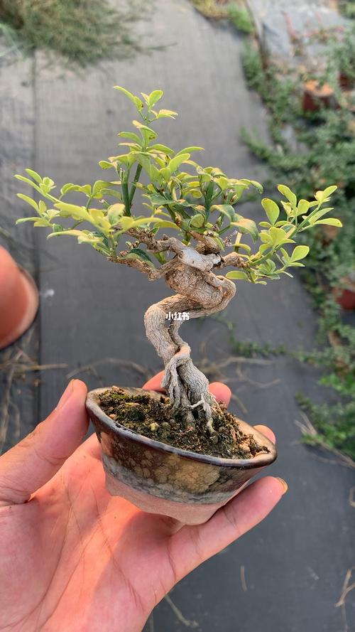 盆景 #微型盆景 #迎春花_盆景_微型盆景_家居家装_家居装饰_花艺