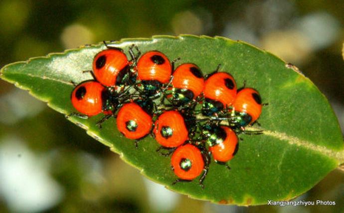 【动物世界】昆虫分论Ⅴ---半翅目(12)