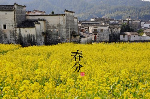 春分:玄鸟至,雷乃发声,始电 摄影师:青简