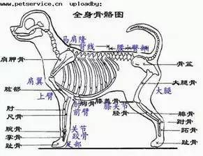 狗狗各项生理结构图谱大全