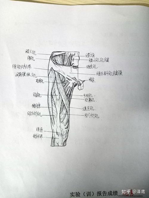 实验四.四肢肌 绘图:大腿肌(前群)