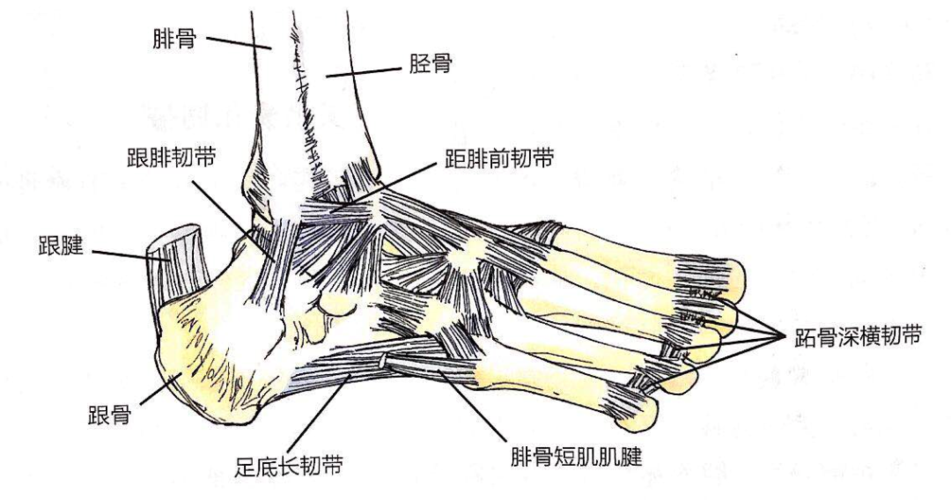 一,疼痛主要是由于跖腱膜因反复微损伤在跟骨结节处的炎症反应造成的