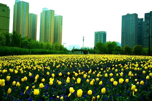 开源公园郁金香