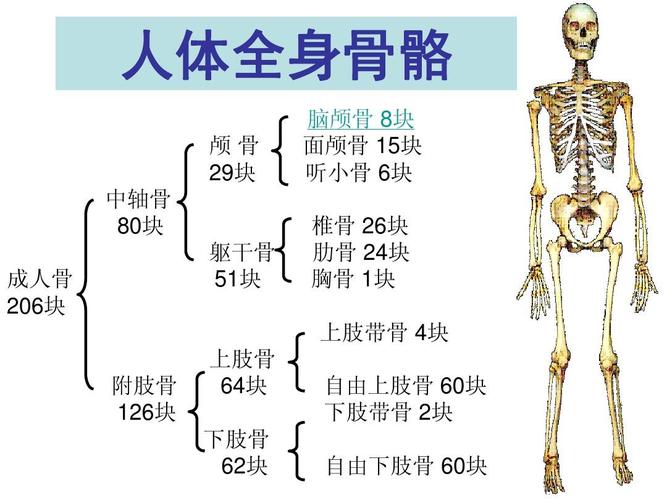 人体全身骨骼 颅骨 29块 中轴骨 80块 成人骨 206块 躯干骨 51块 脑