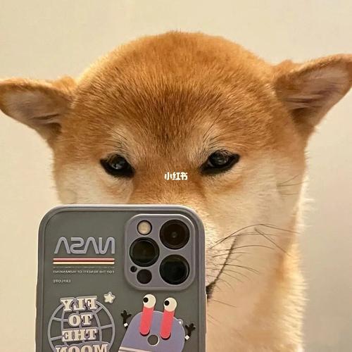 柴犬头像 自拍文案_自拍_头像_文案_柴犬_美女_素材